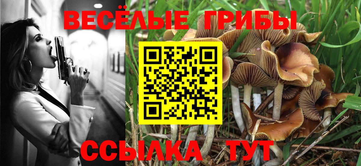 Галлюциногенные грибы Psilocybe Ленинск-Кузнецкий